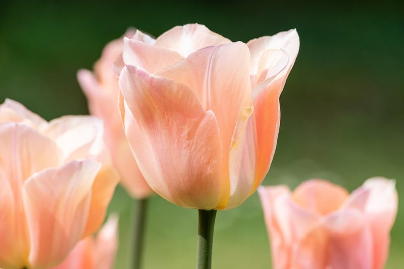 Spring Planting Guide